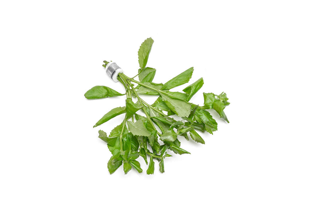 Live Aquarium Plant product image 9