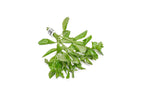 Live Aquarium Plant product image 9