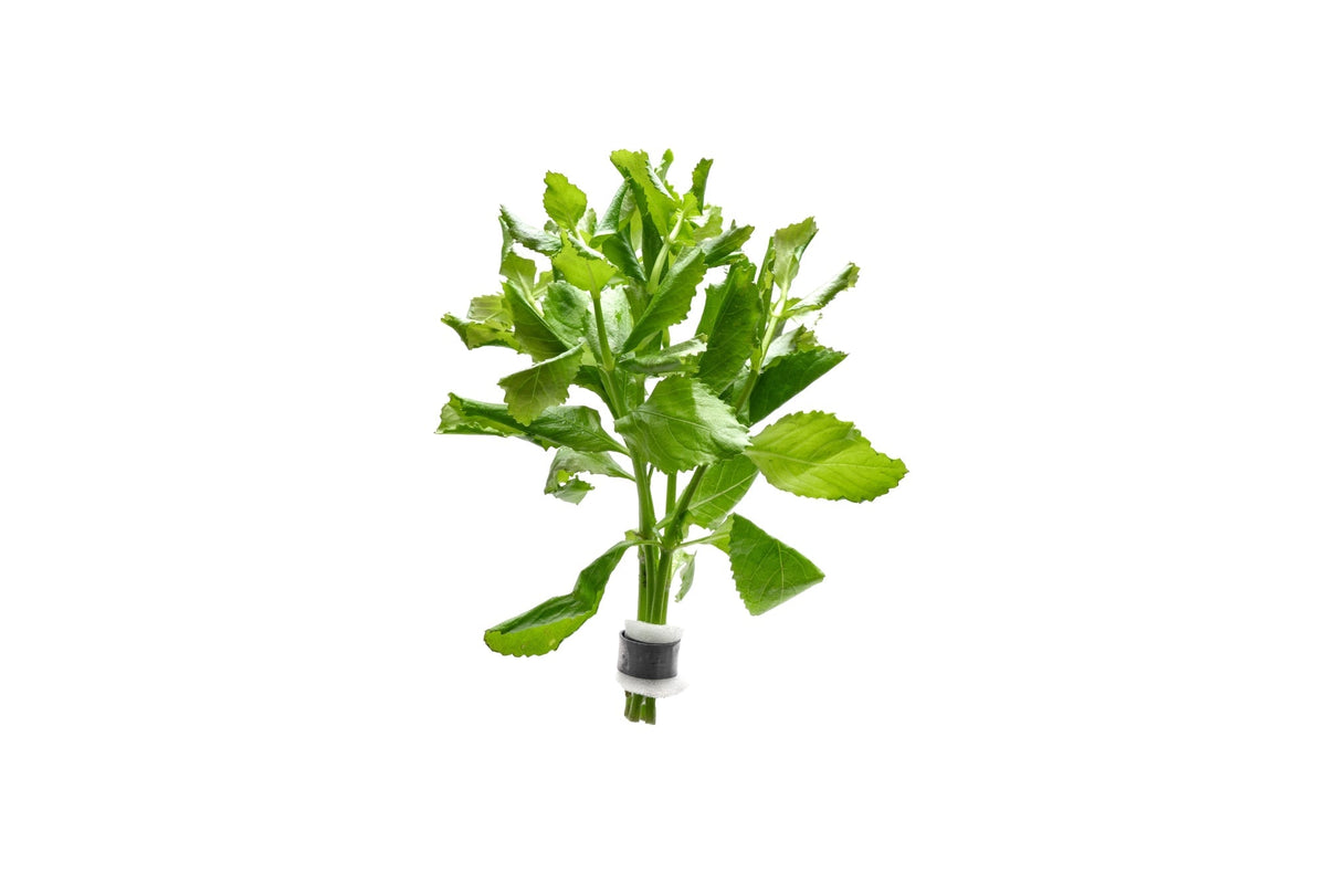 Live Aquarium Plant product image 10