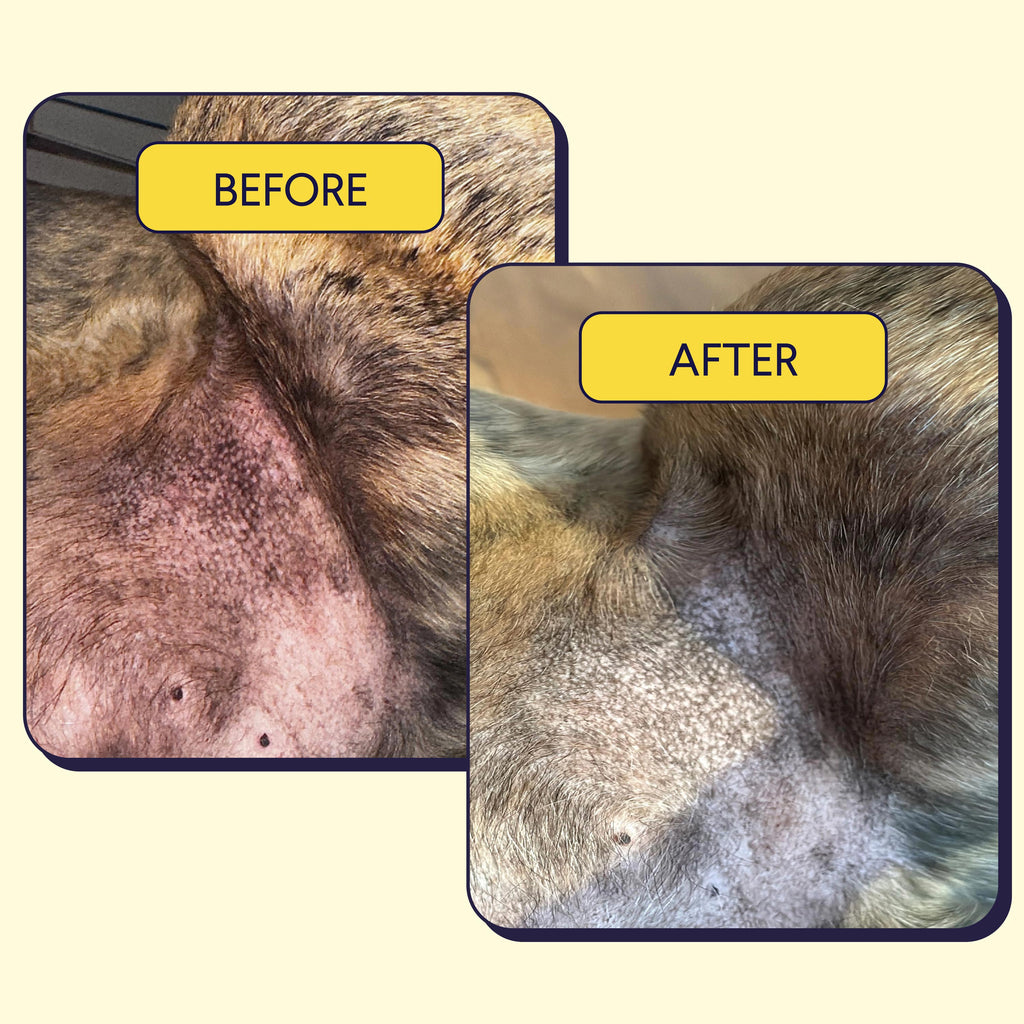 Finns Allergy & Itch Supplement For Dogs shows a side-by-side comparison of a dogs skin condition labeled BEFORE and AFTER. BEFORE reveals irritated skin with hair loss, while AFTER displays improved skin with less irritation, thanks to natural ingredients that bolster immune defense.