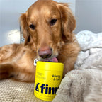 A golden retriever relaxes indoors on a cozy blanket, licking a yellow container labeled Allergy & Itch Supplement For Dogs by Finn, famous for its natural ingredients. Soft lighting enhances the tranquil mood.