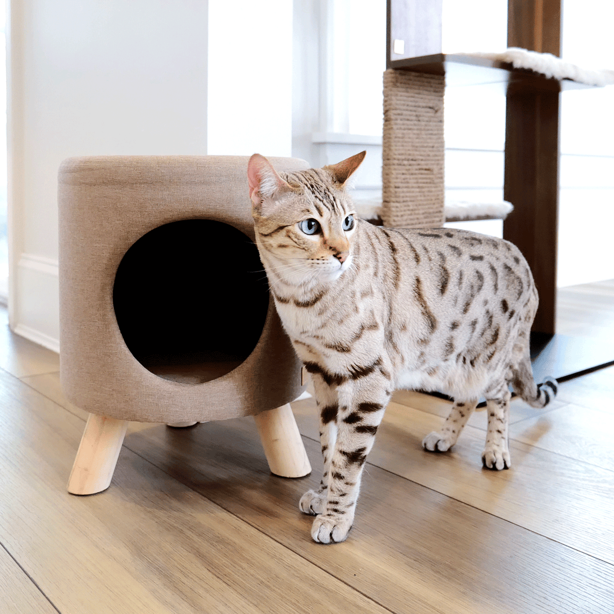 Pet Stool product image 6
