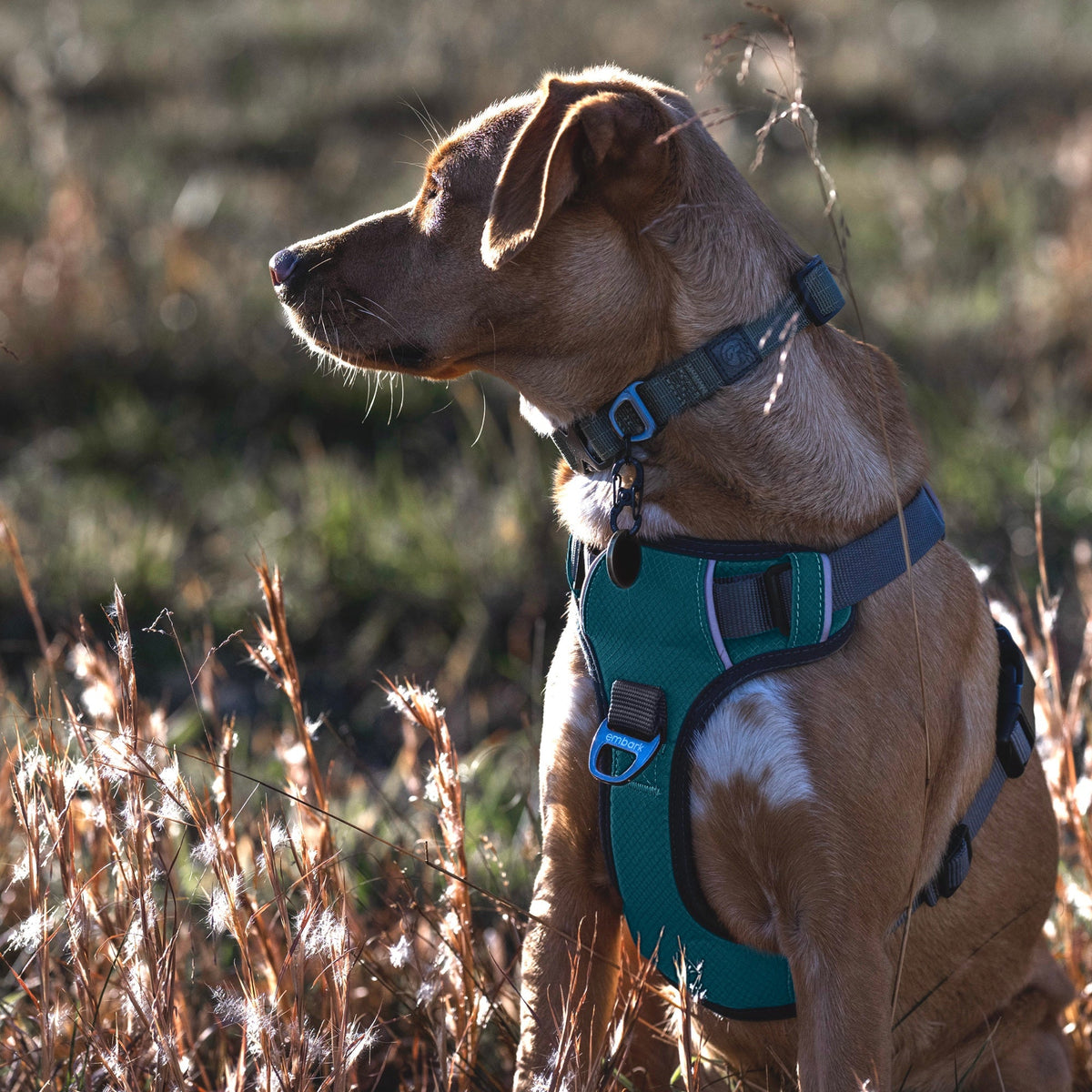 Dog Harness product image 8