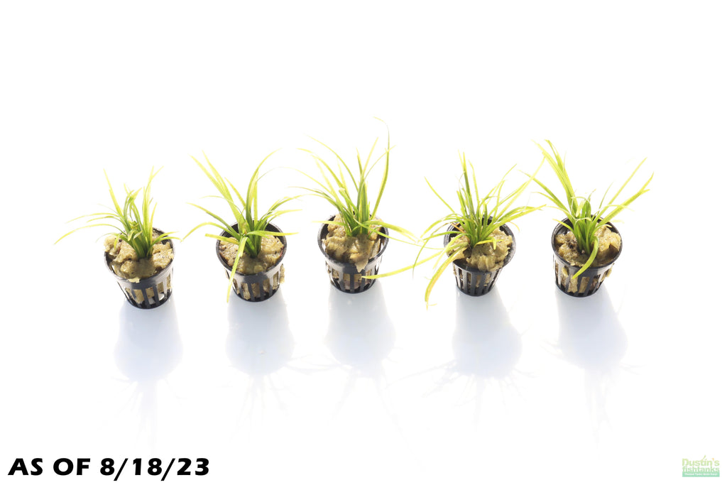Live Dwarf Sagittaria Aquarium Plant product image 3