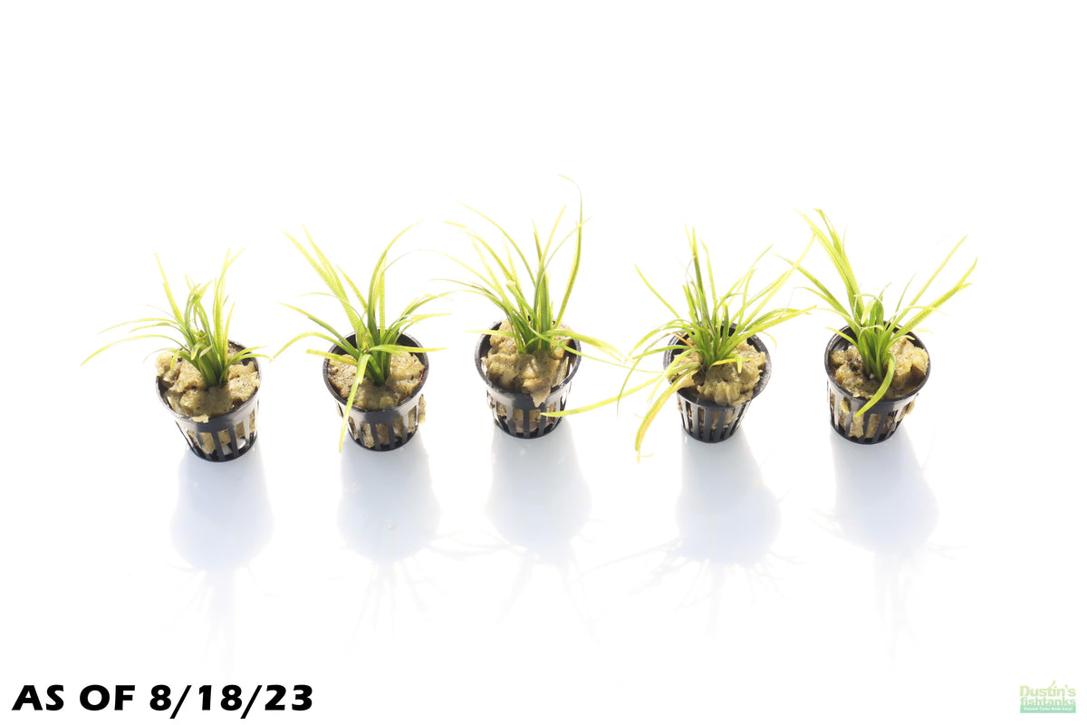 Live Dwarf Sagittaria Aquarium Plant product image 3