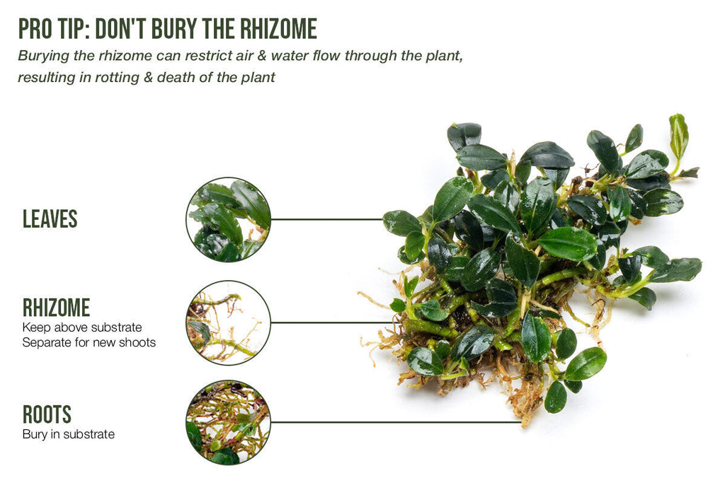 Live Bucephalandra Starter Pack product image 3