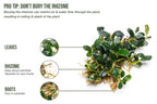 Live Bucephalandra Starter Pack product image 3