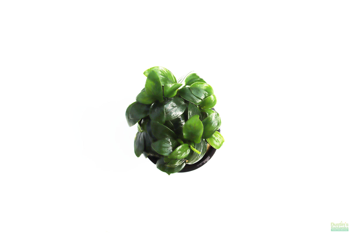 Live Anubias Nana Petite Aquarium Plant product image 32