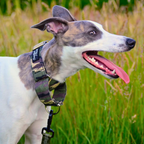Padded Martingale Collar product image 4
