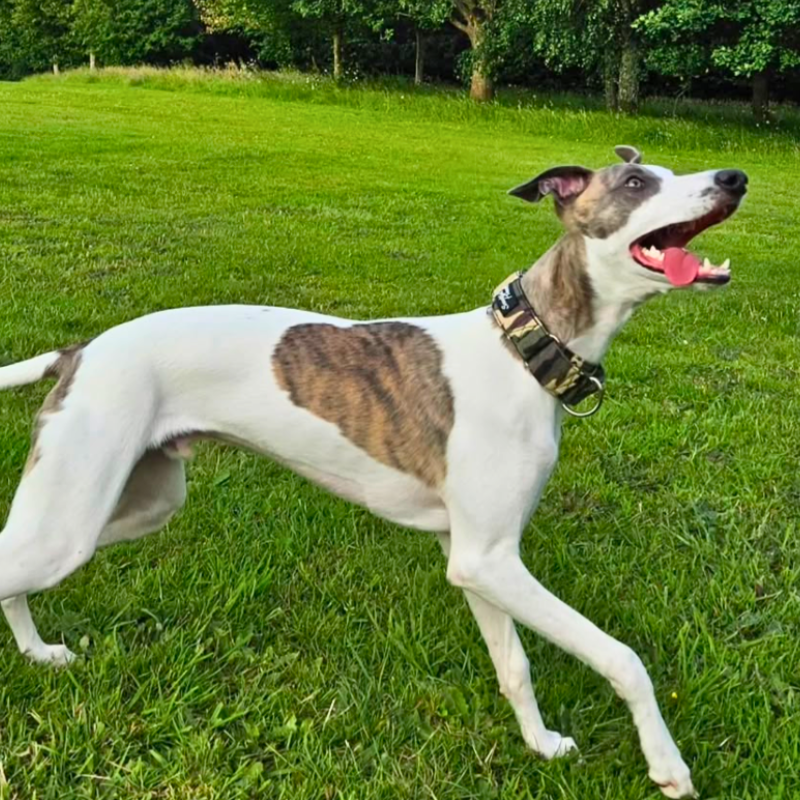 Padded Martingale Collar product image 10