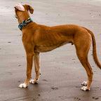 Padded Martingale Collar product image 4