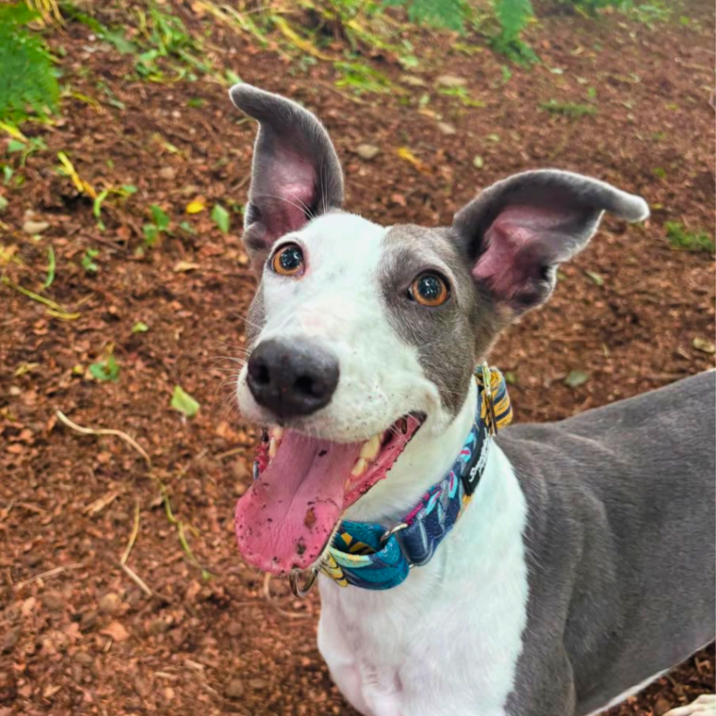 Padded Martingale Collar product image 9