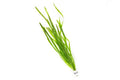 Aquarium Plant product image 1