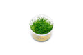 Dwarf Hair Grass product image 1