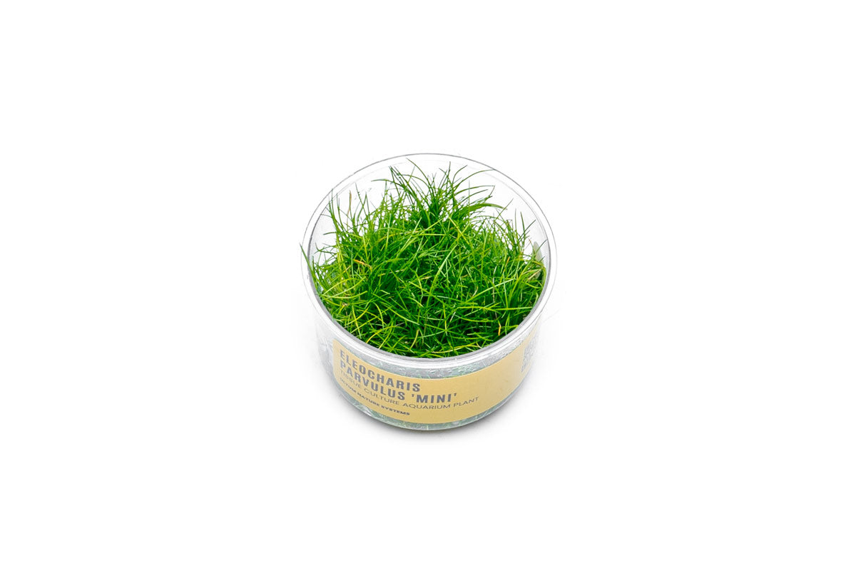 Dwarf Hair Grass product image 1