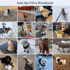 Dog Boots product image 6