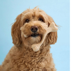 Dog Chew Toy product image 6