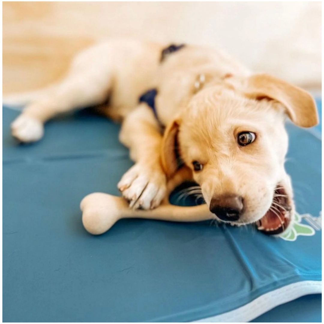 Dog Chew Toy product image 10