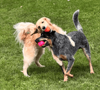 Dog Toys product image 3