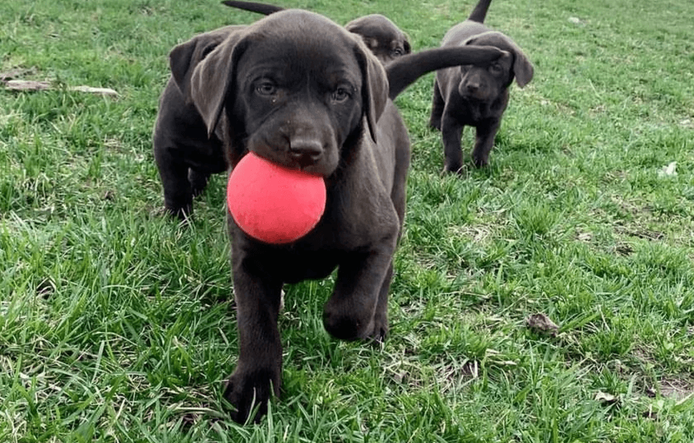 Dog Toys product image 4