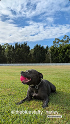 Dog Toys product image 5