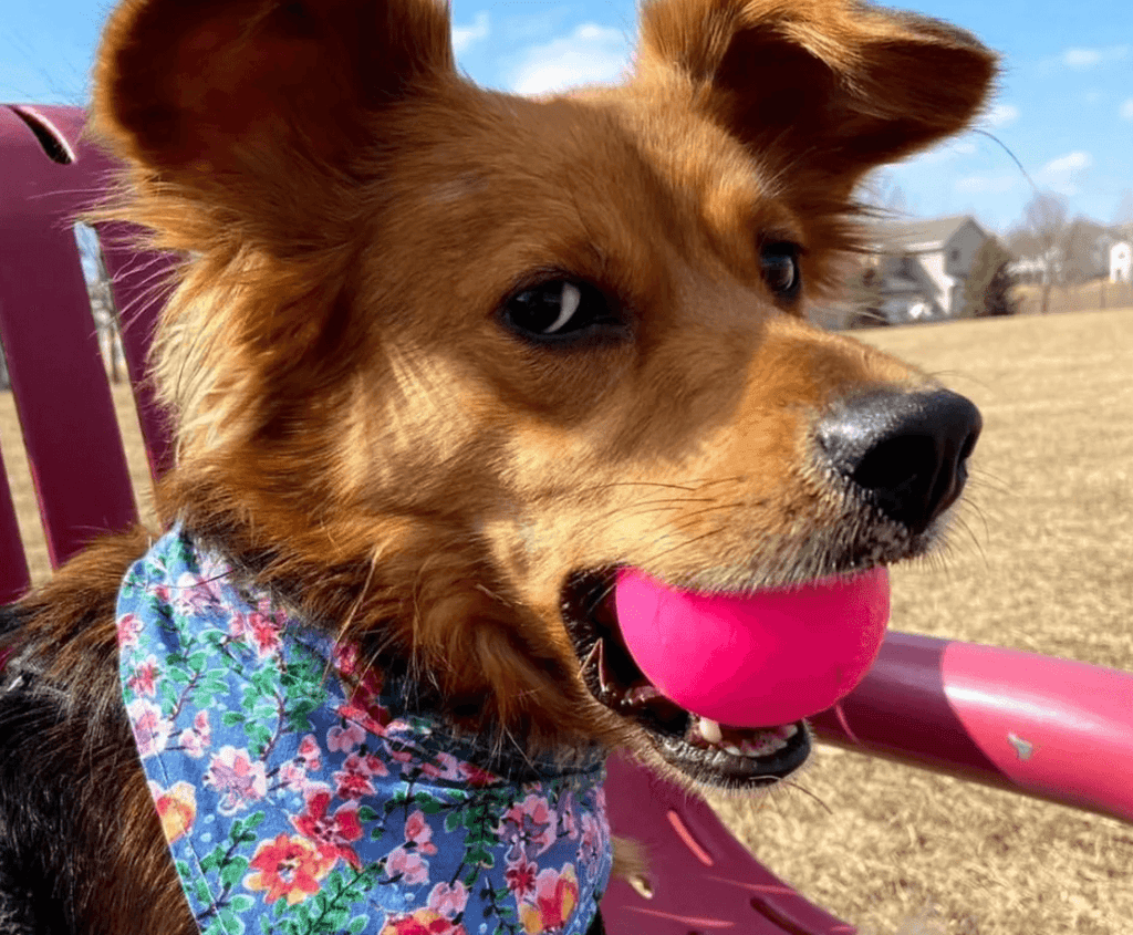 Dog Toys product image 6