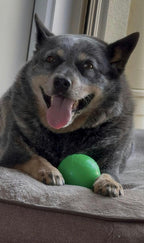 Dog Toys product image 13