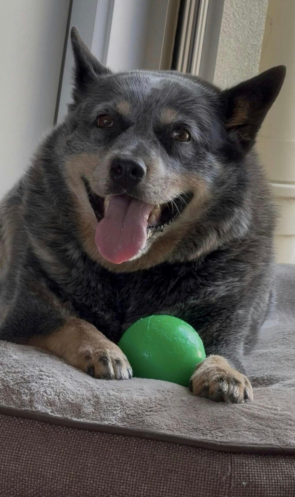 Dog Toys product image 13