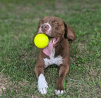 Dog Toys product image 14