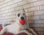 Dog Toys product image 15