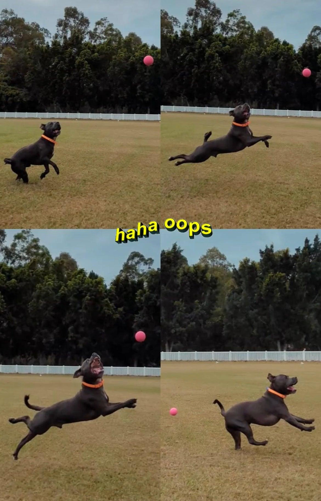 Dog Toys product image 16
