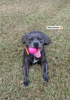 Dog Toys product image 17