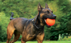 Dog Toys product image 22