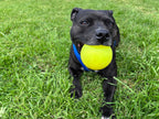 Dog Toys product image 24