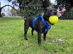 Dog Toys product image 25