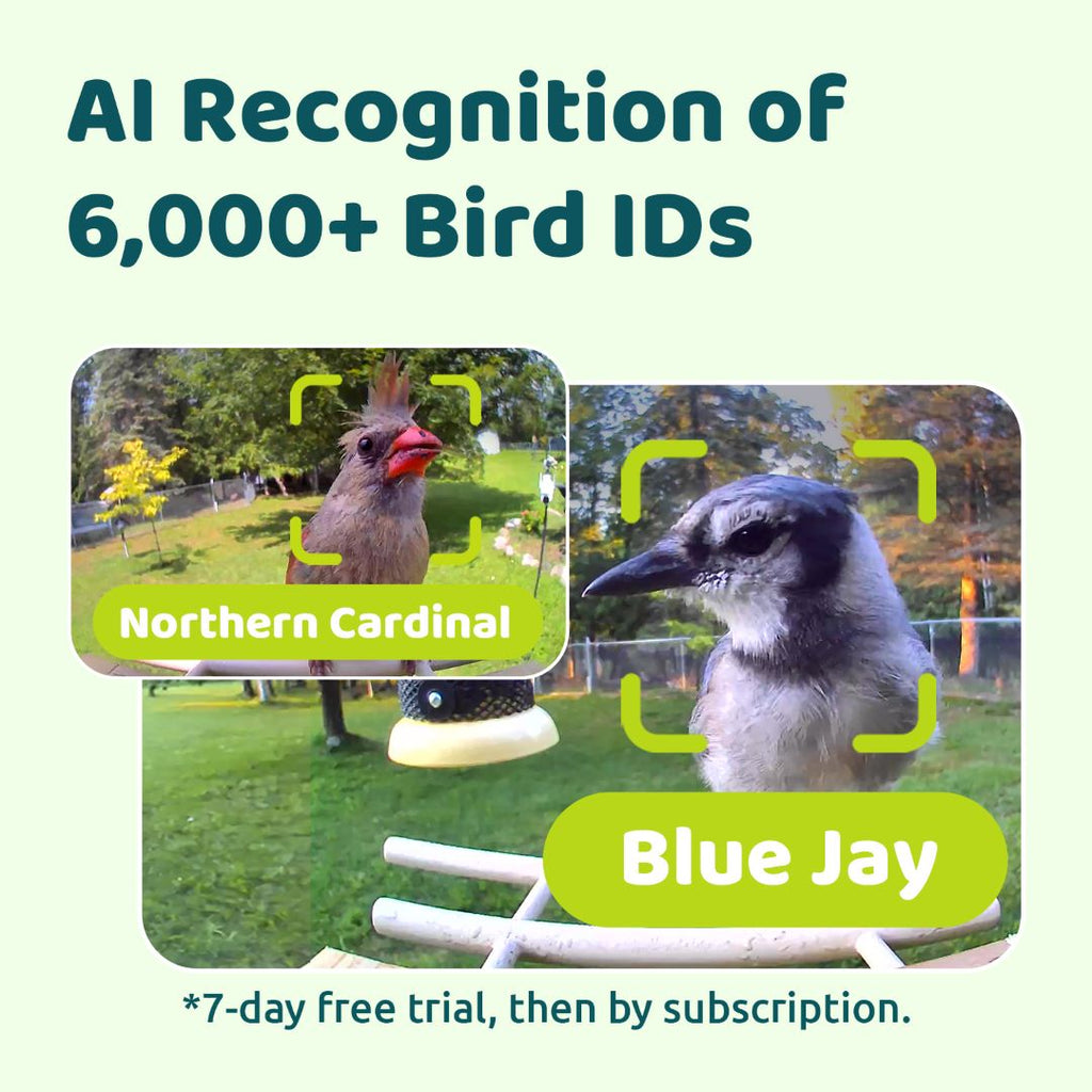 Smart Bird Feeder product image 3