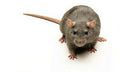 Feeder Rats product image 1