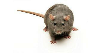 Feeder Rats product image 1