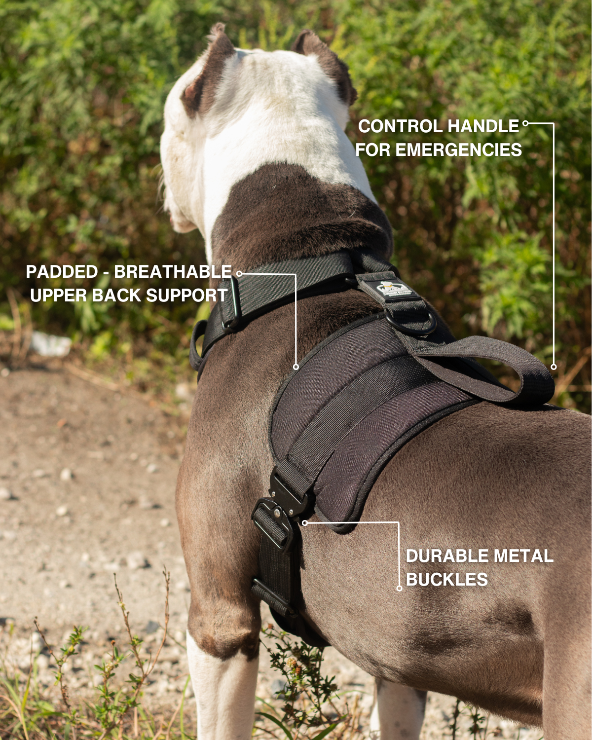 Heavy Duty No Pull Dog Harness product image 3