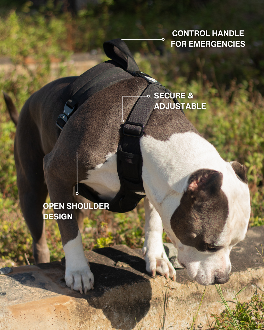Heavy Duty No Pull Dog Harness product image 4