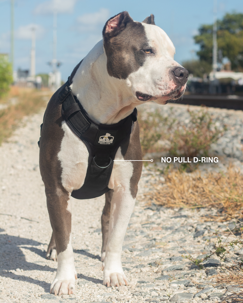 Heavy Duty No Pull Dog Harness product image 5