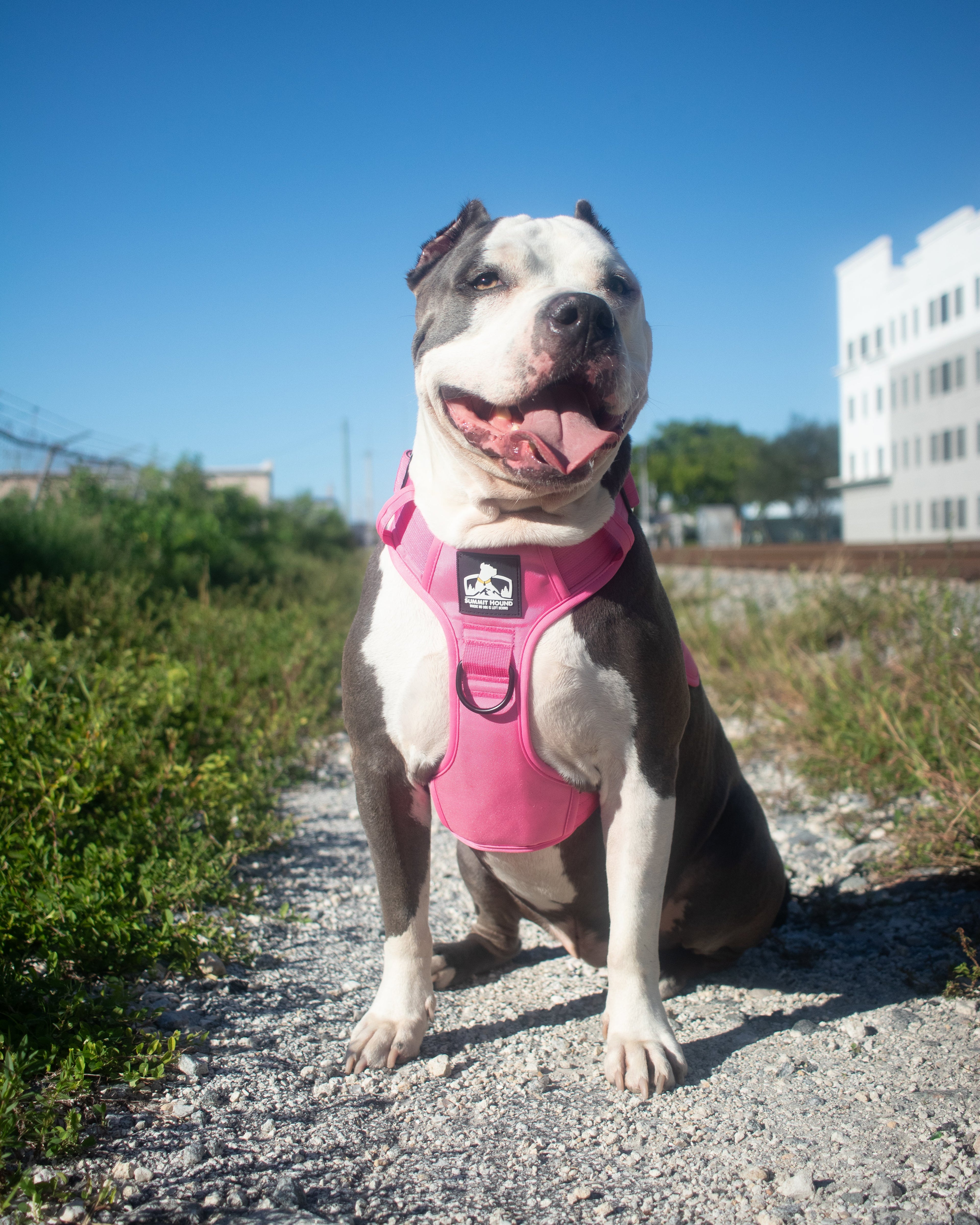 Heavy Duty No Pull Dog Harness product image 7