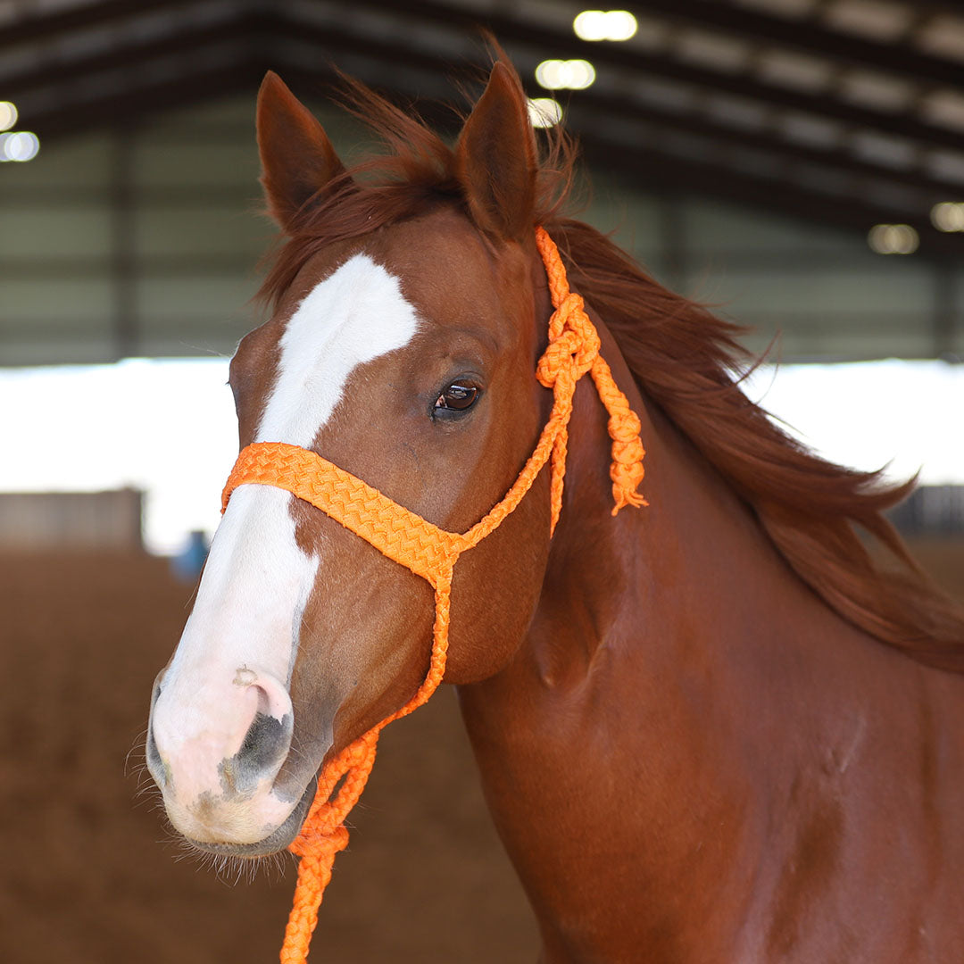 Horse Halter product image 1