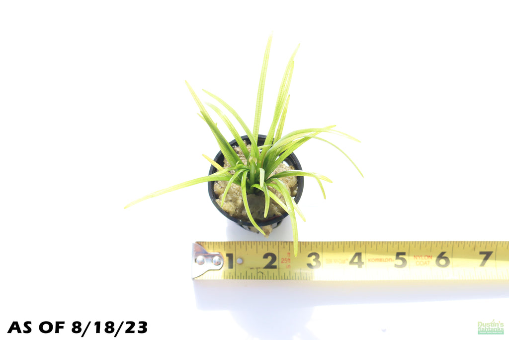 Live Dwarf Sagittaria Aquarium Plant product image 7