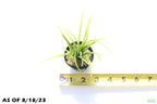 Live Dwarf Sagittaria Aquarium Plant product image 7