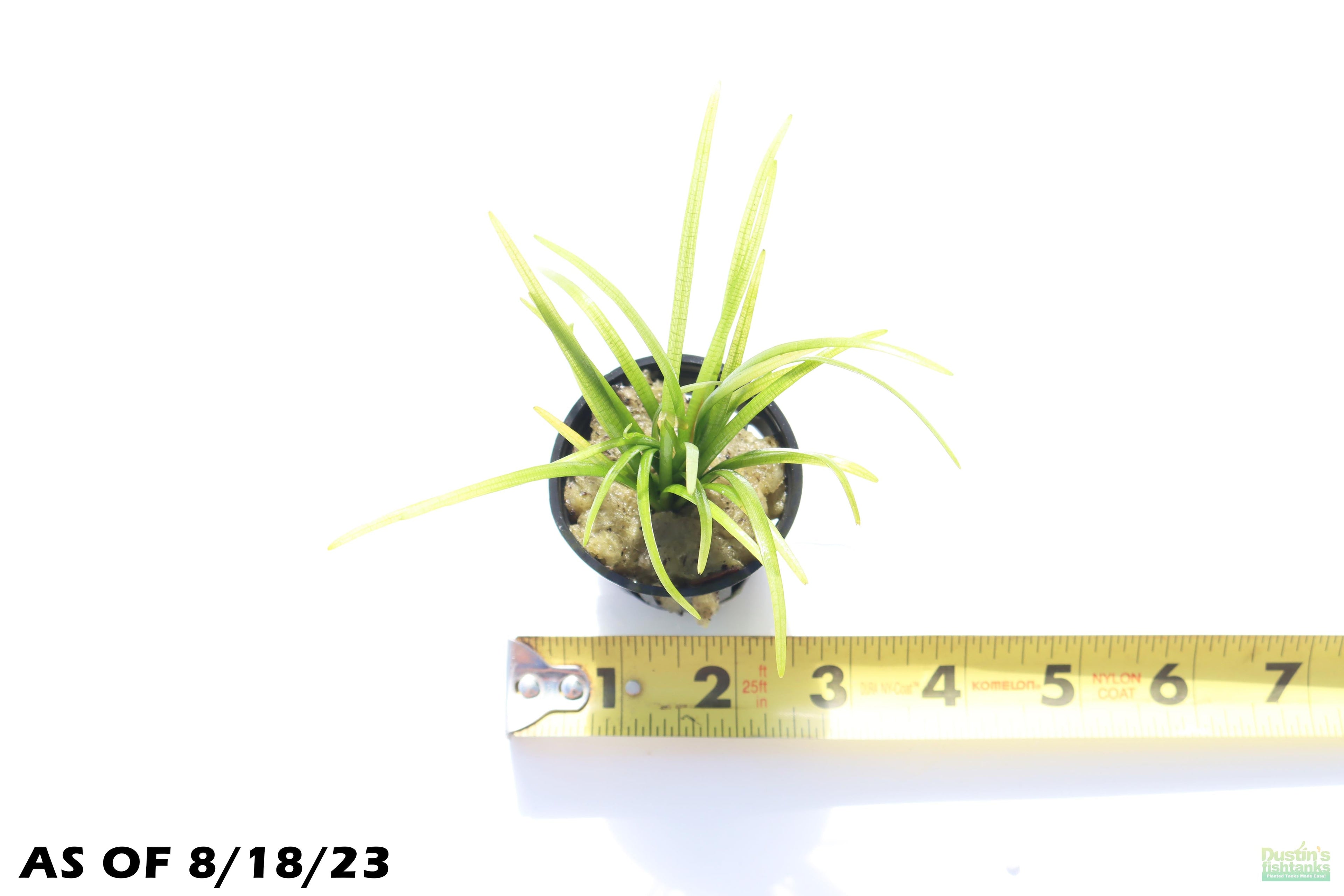 Live Dwarf Sagittaria Aquarium Plant product image 7