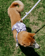 Hands-Free Leash product image 3