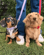 Hands-Free Leash product image 5