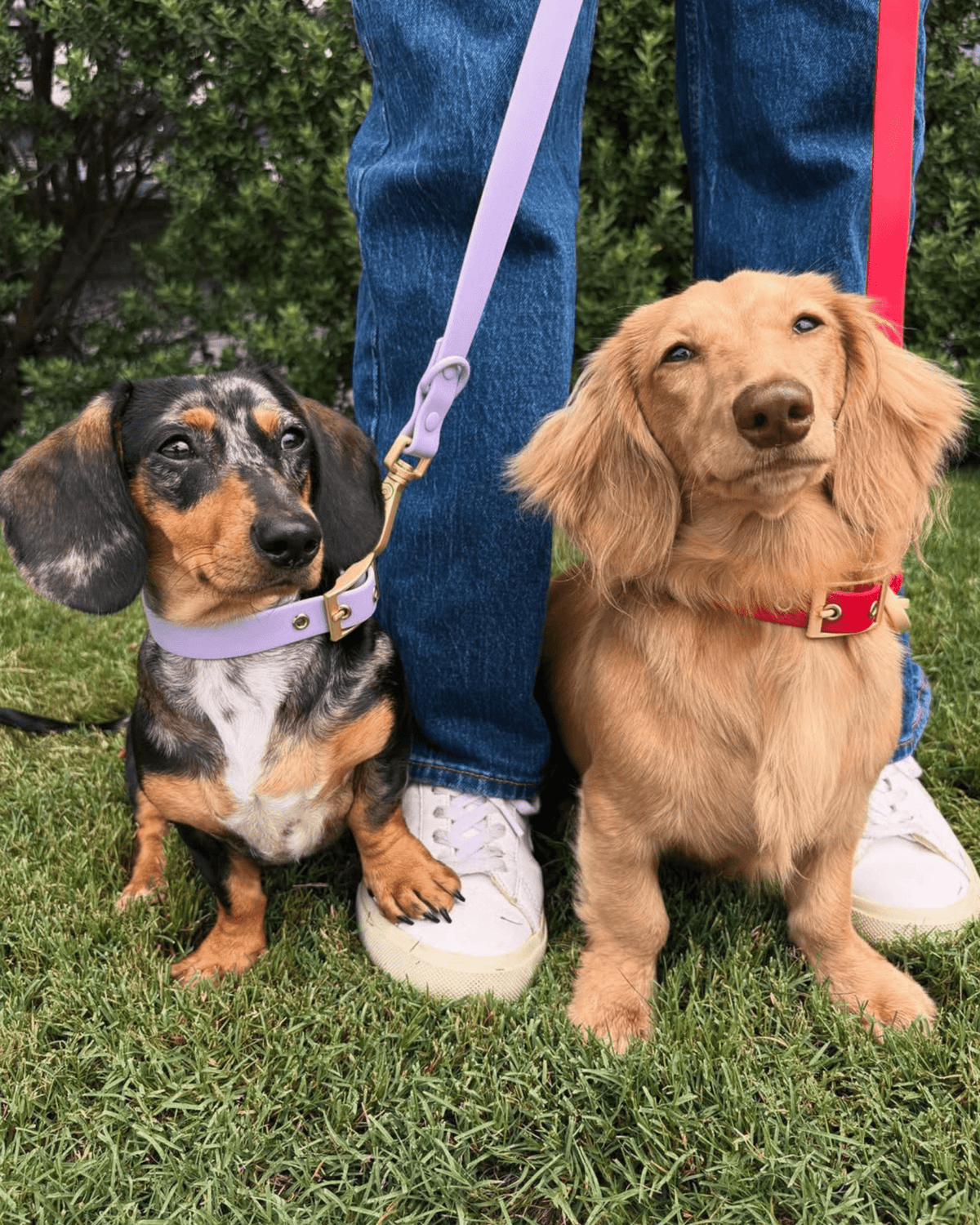 Hands-Free Leash product image 5