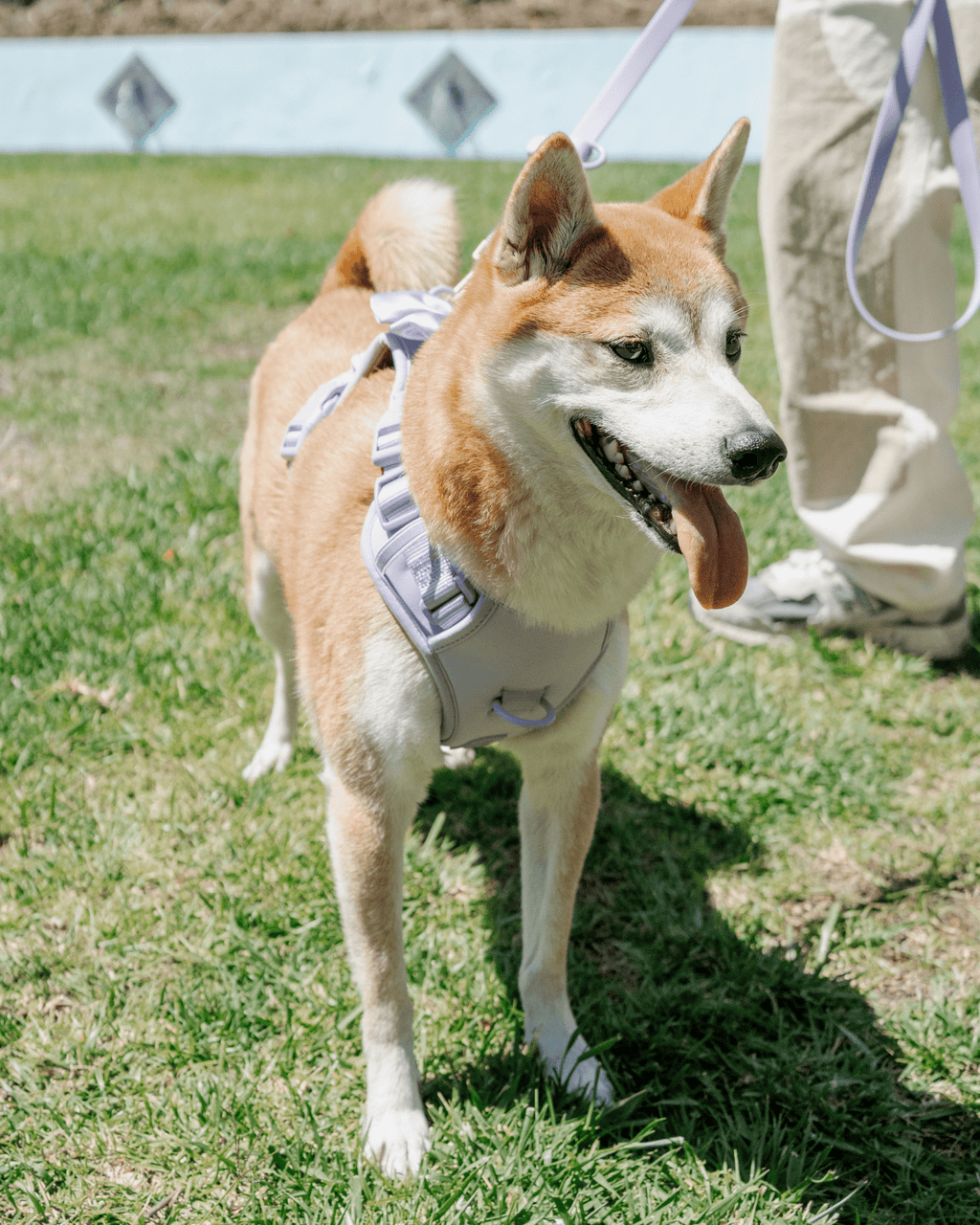 Hands-Free Leash product image 9